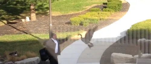 O gâscă „terorizează trecătorii dintr-un parc. VIDEO