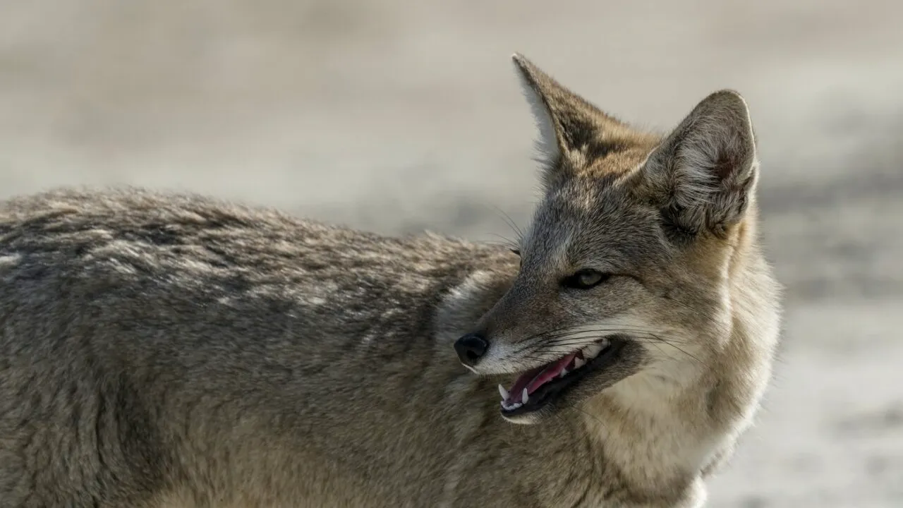 VULPEA ar fi fost un animal de companie acum 1.500 ani, în Argentina
