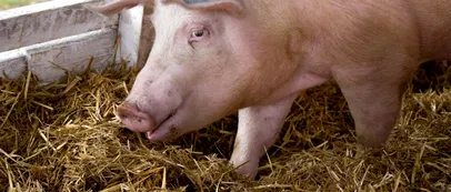 Am făcut calculul! Câți lei costă să crești UN PORC în România, în 2023