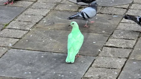 Ce este, de fapt, porumbelul verde fotografiat zilele trecute, într-un oraș din Anglia
