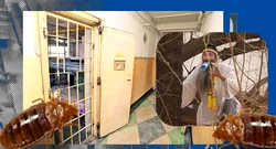 Adevăratul motiv pentru care STEGARUL dac a stat 18 ore în copacul din curtea pușcăriei. Cezar Avrămuță era chinuit de mușcăturile de ploșniță
