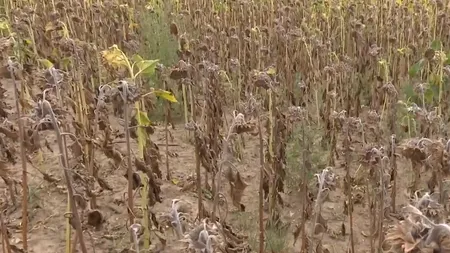 România este în plină SECETĂ pedologică, adică în sol se găsește sub 50% din capacitatea de a înmagazina apă. Care sunt cele mai afectate culturi