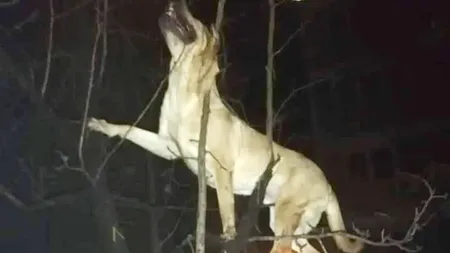 #cugandullaanimale. Câine aruncat pe geam de la etajul 4, de stăpân. Patrupedul a căzut într-un pom