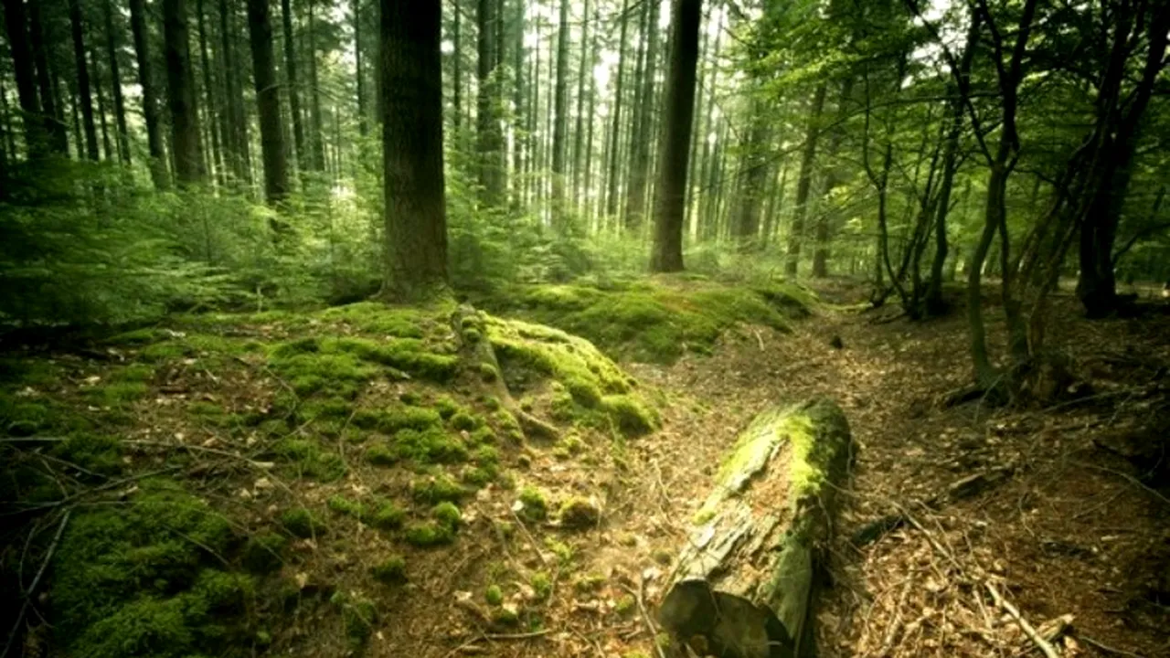 România pierde milioane de euro pentru că nu-și valorifică  ecosistemele