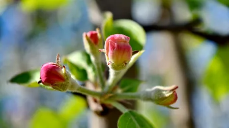 ANM, prognoză pentru următoarele două săptămâni. Cum va fi vremea de Paște