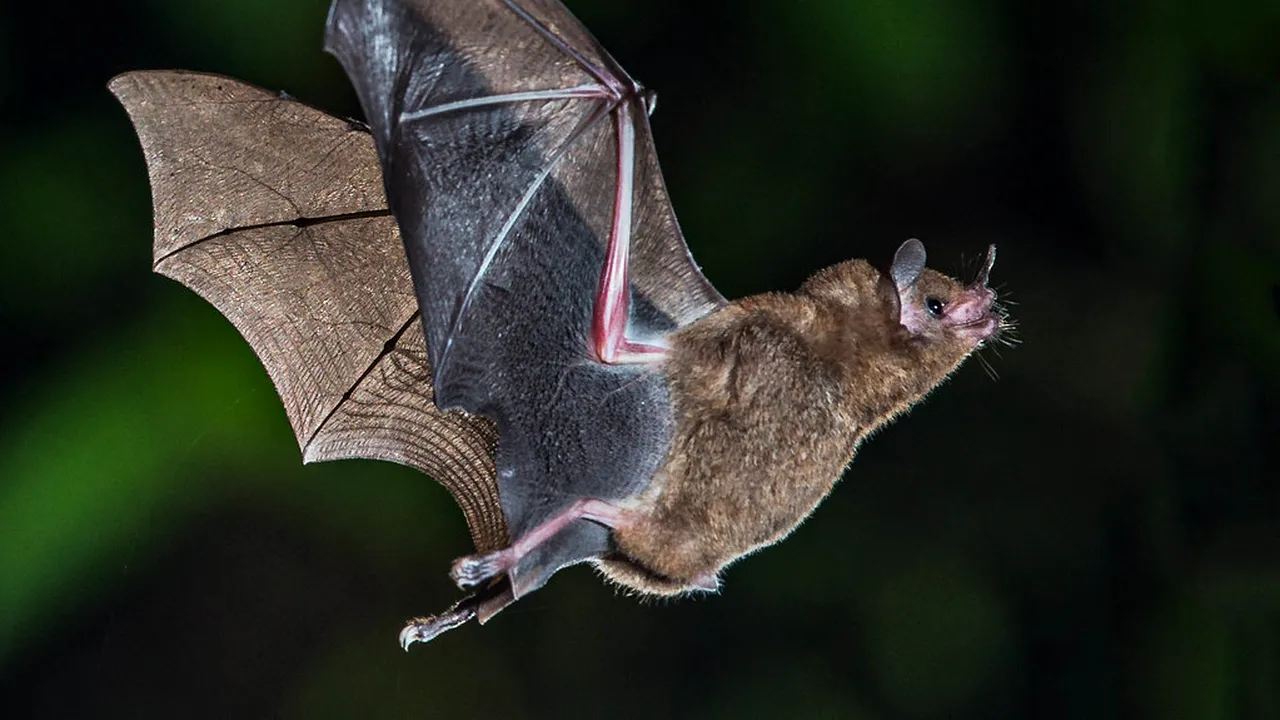 A murit după ce un liliac l-a mușcat de mână, în somn. În câteva luni, BOALA asta i-a măcinat trupul