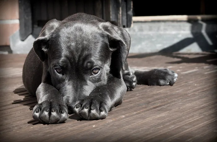 Județul din România unde animalele de companie nu mai pot fi plimbate pe caniculă / Foto ilustrație: Pixabay.com