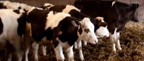 DSVSA Bistrița a testat pentru aflatoxina B furaje de la două ferme de vaci. Rezultatele, negative