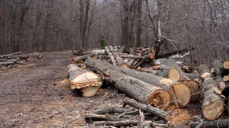 Greenpeace acuză IKEA că pentru mobila fabricată sub brandul ei se folosește lemn din pădurile naturale din România. Reacția retailerului