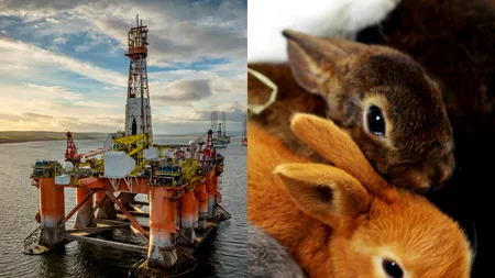 Trei iepurași au fost salvați de pe o platformă de foraj. Angajații au sunat imediat alarma: „Le-am pregătit un culcuș cald”