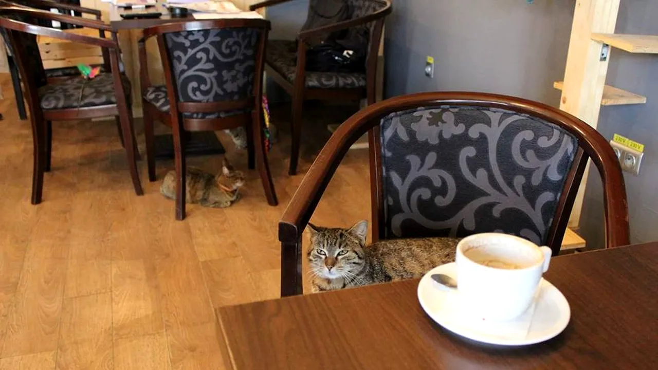 Cafeneaua cu pisici din Cluj-Napoca, închisă de Sanepid. Inspectorii au avut o cerință imposibilă