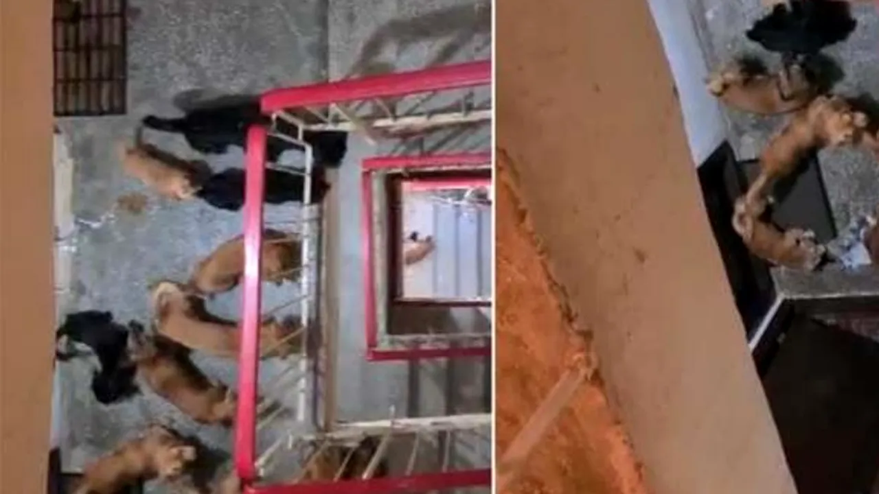 Locatarii unui bloc, TERORIZAȚI de o vecină care crește zece câini în garsonieră. Patrupedele sunt înfometate și neîngrijite