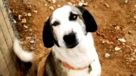 Un soldat american a strâns bani pentru a putea aduce în SUA un câine din Afganistan. VIDEO