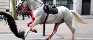 Imagini ȘOCANTE în Londra: Doi cai din Cavaleria Regală au scăpat de sub control/O persoană a fost rănită / A fost nevoie de intervenția Armatei