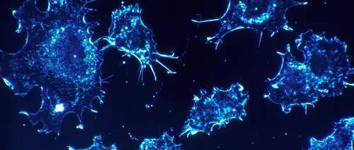 Cercetătorii au creat o metodă de a dirija sistemul imunitar să distrugă tumorile. Cum luptă acesta cu cancerul