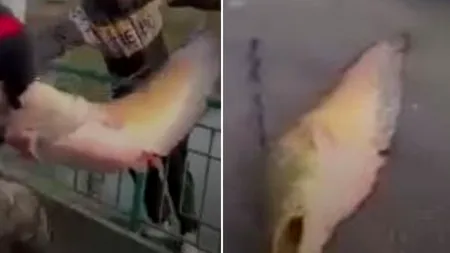 Somn imens, capturat dintr-un lac din Craiova. “Când foamea e mare, ce mai contează natura și frumusețea?” / FOTO + VIDEO