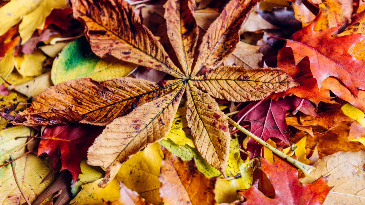 ”Comoara” lăsată de toamnă prin curți și parcuri. O tonă se vinde cu 160 de lei în supermarketuri