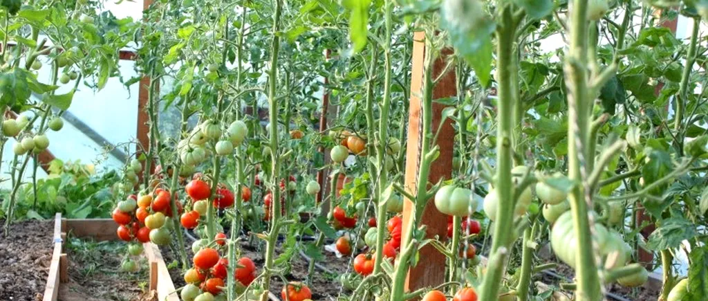 A fost aprobat programul de susținere a producției de tomate în spații protejate pentru 2023
