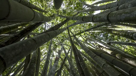 91 de centimetri pe zi: Aceasta este planta care crește cel mai repede