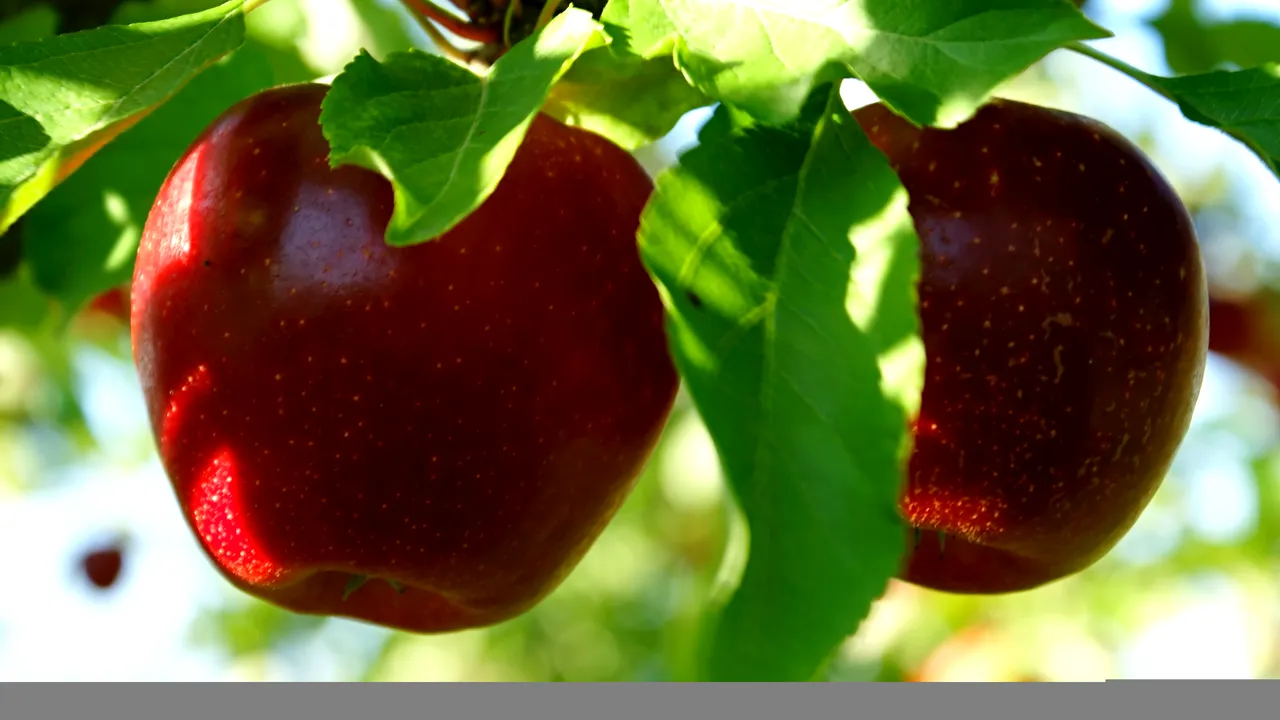 Fructele modificate genetic, aproape de a ajunge în casele noastre. Soiul de mere care nu se strică. VIDEO