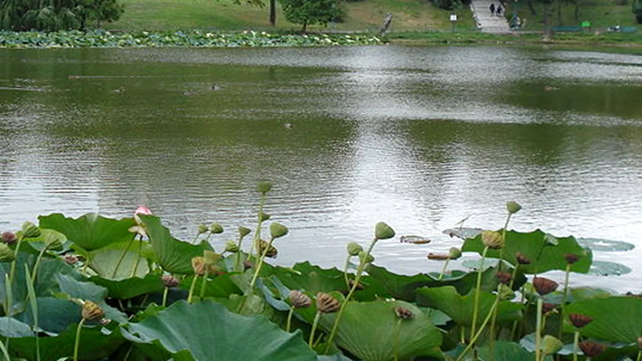 Nicuşor Dan anunţă soluţii pentru lacul din Parcul Circului: Am semnat certificatul de urbanism pentru execuţia unui puţ de mare adâncime pentru alimentarea lacului şi pentru irigarea spaţiului verde din parc