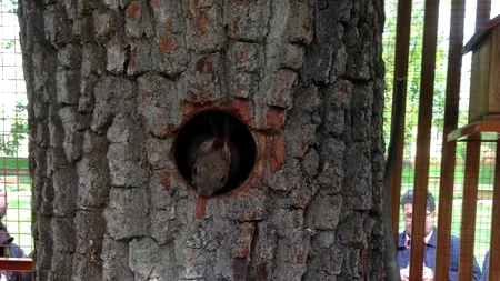 Primăria Bistrița a dat 3.000 de euro pe o căsuță pentru veverițe