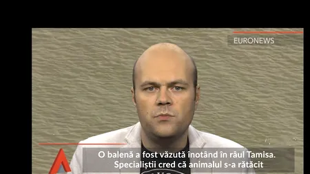 O BALENĂ Beluga RĂTĂCITĂ în râul Tamisa. Centrul pentru Conservarea Balenelor: Cel mai probabil a fost în NECAZ