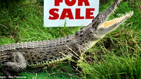Un crocodil de apă sărată este scos la vânzare ca animal de companie