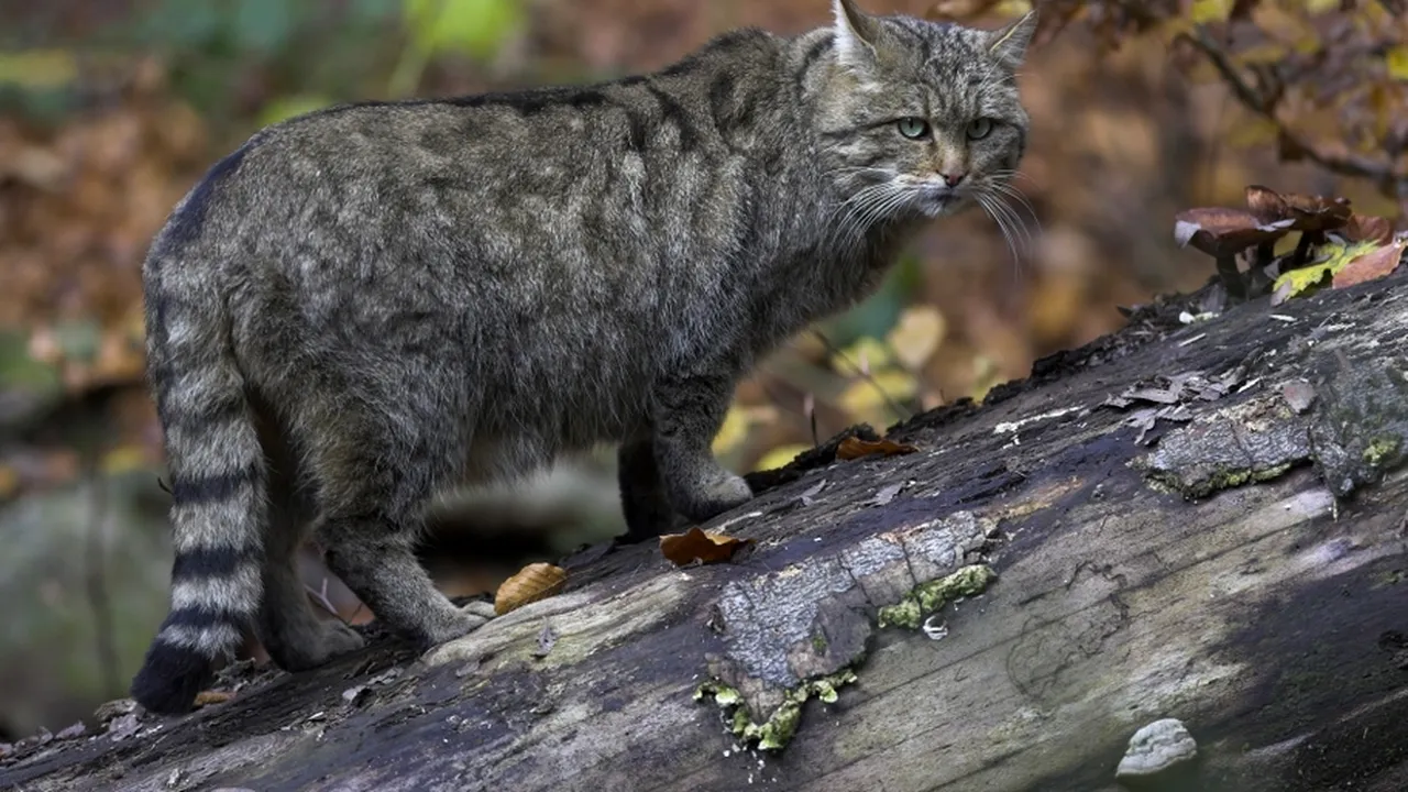 Cum am numărat pisicile sălbatice din România? Istoria unui ordin cu „două erori de conținut
