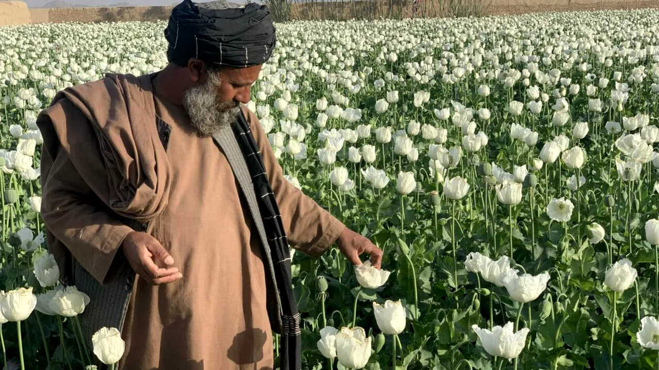Washington Post: Nu doar că americanii au eșuat să democratizeze Afganistanul, dar n-au reușit să saboteze producția de mac într-o operațiune CIA