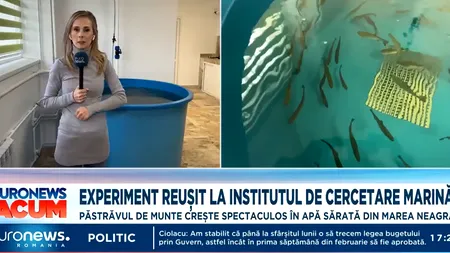 PĂSTRĂVUL de Marea Neagră aclimatizat în laboratoare crește spectaculos. Ce spun specialiștii