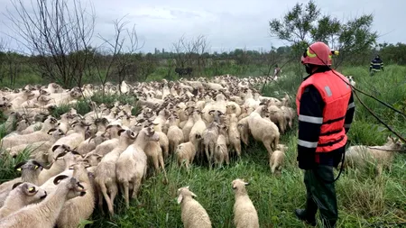 Aristică a terminat Facultatea de Sivicultură, dar a preferat să fie cioban. A devenit punctul de atracție TURISTICĂ pe Transalpina