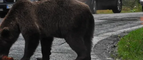 Urs agresiv și pentru care există permisiunea de a fi împușcat, liber în pădurile din Prahova
