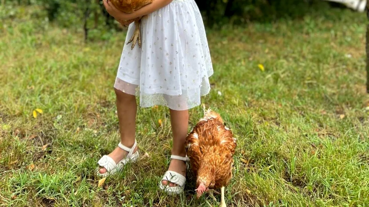 Fundația Carmistin a donat 10.000 găini ouătoare BIO, în cadrul unei campanii anuale dedicate comunitățiIor (Comunicat de presă)