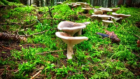 Un bătrân, căutat de zece salvamontiști după ce a plecat să culeagă ciuperci și nu s-a mai întors