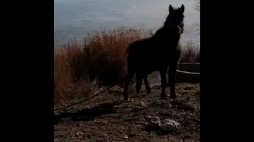 Ce amendă a primit proprietarul cailor abandonați pe malul unui lac din Techirghiol