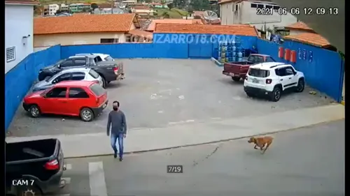 Reacţia MAI, după ce un bărbat din Brazilia a fost lovit de un câine pe o trecere de pietoni: „Pericolul poate apărea oricând, fie pe 4 roţi, fie pe 4 picioare şi cu coadă”
