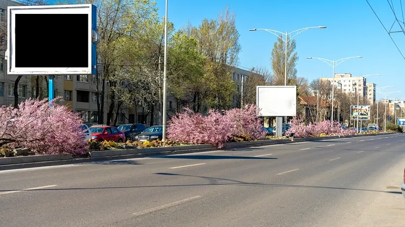 Prea mult verde STRICĂ! Cum motivează primarul Sectorului 6 extragerea copacilor SĂNĂTOȘI de pe bulevardul Iuliu Maniu