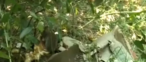 Invazie de șobolani în parcul IOR. Autoritățile spun că nu pot face nimic