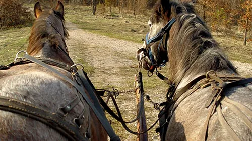 Moarte cumplită pentru un vasluian: sugrumat cu hățurile cailor, după ce a fost târât peste 200 de metri