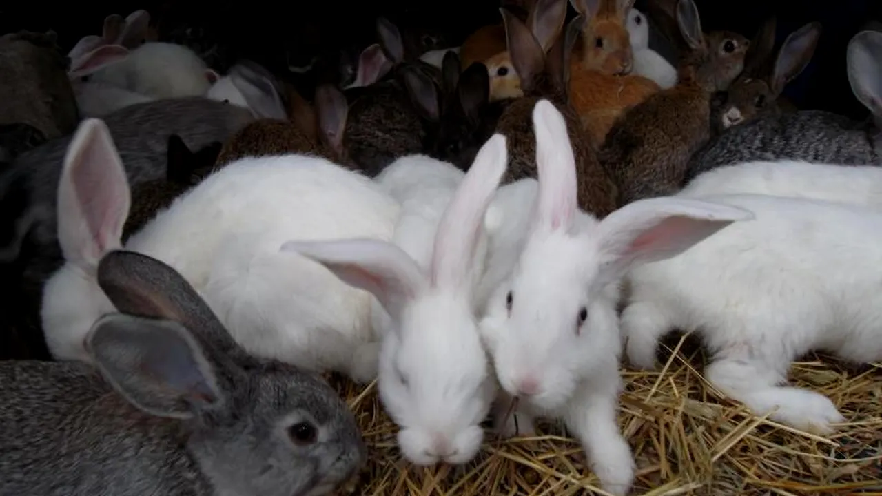 Cum arată Uriașul de Transilvania, prima rasă românească de iepuri