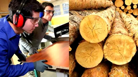 TOPUL MARILOR EXPORTATORI DE LEMN. Cum au ajuns austriecii și turcii să vândă străinilor 