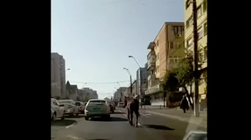 Imagini inedite: Un cal se plimbă nestingherit pe un bulevard din Baia Mare - VIDEO