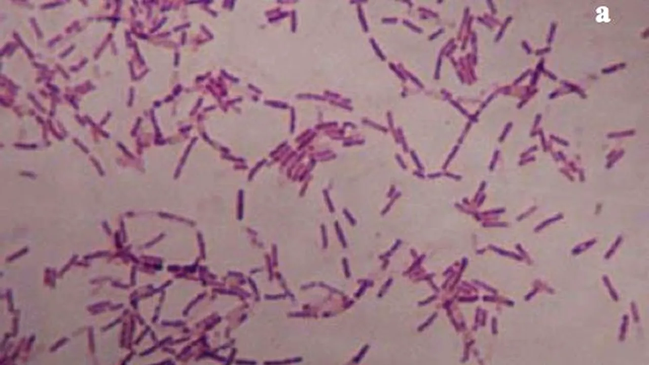 Cum ar putea crește longevitatea oamenilor o bacterie descoperită în Siberia, veche de 3,5 milioane de ani