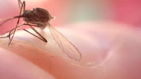 Specia de insecte banală în România, apărută în premieră într-una dintre cele mai reci țări din lume. Fenomenul, pus pe seama încălzirii globale