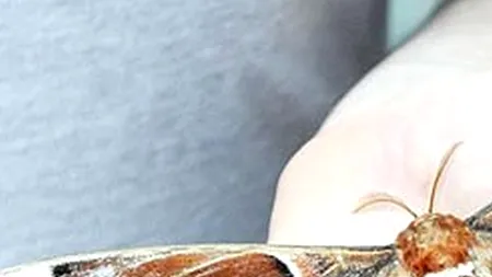 DESCOPERIREA care i-a uimit pe cercetători: nu avea cum să străbată aproape 10.000 km