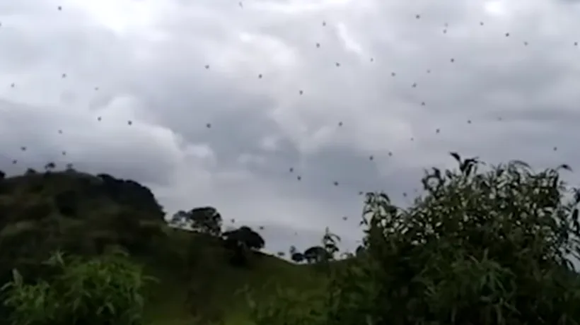 „PLOUĂ CU PĂIANJENI în Brazilia. EXPLICAȚIA specialiștilor: Aceste insecte NE AJUTĂ mai mult decât dăunează