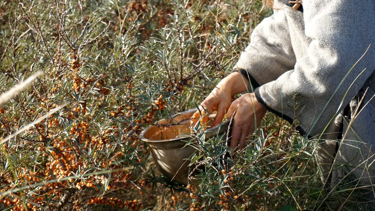 Fructul-MINUNE care crește în România și oferă mai multă vitamina C decât o portocală sau o lămâie