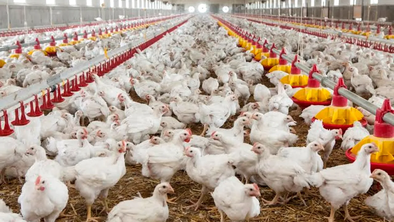 Focar de salmonella la o fermă de găini din Dâmboviţa. Circa 50.000 păsări vor fi sacrificate
