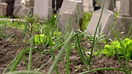 Ceapă cultivată printre mormintele cimitirului evreiesc din Buzău. Localnic: Anii trecuți au fost și găini